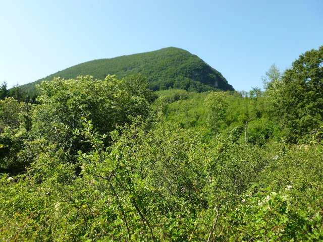 produzione miele castagno 2015 - loc .Pierno